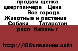 продам щенка цвергпинчера › Цена ­ 15 000 - Все города Животные и растения » Собаки   . Татарстан респ.,Казань г.